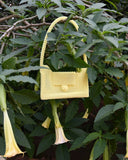 Ekkula Lemon